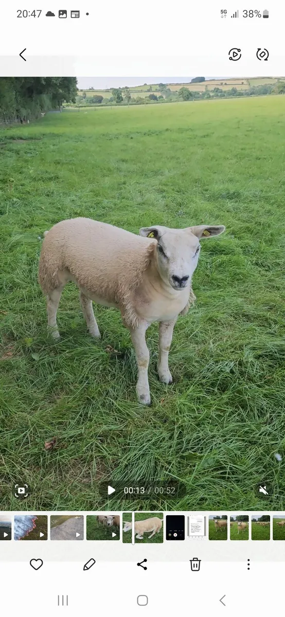 Pedigree Texel ewe lambs - Image 2
