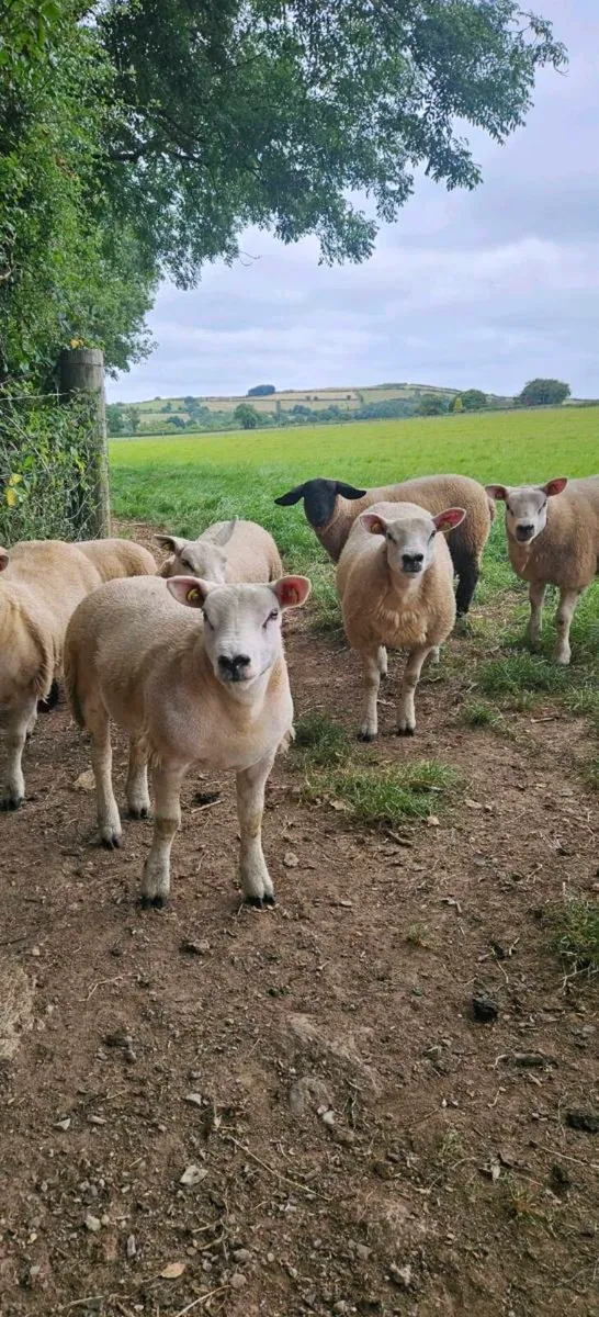 Pedigree Texel ewe lambs - Image 1