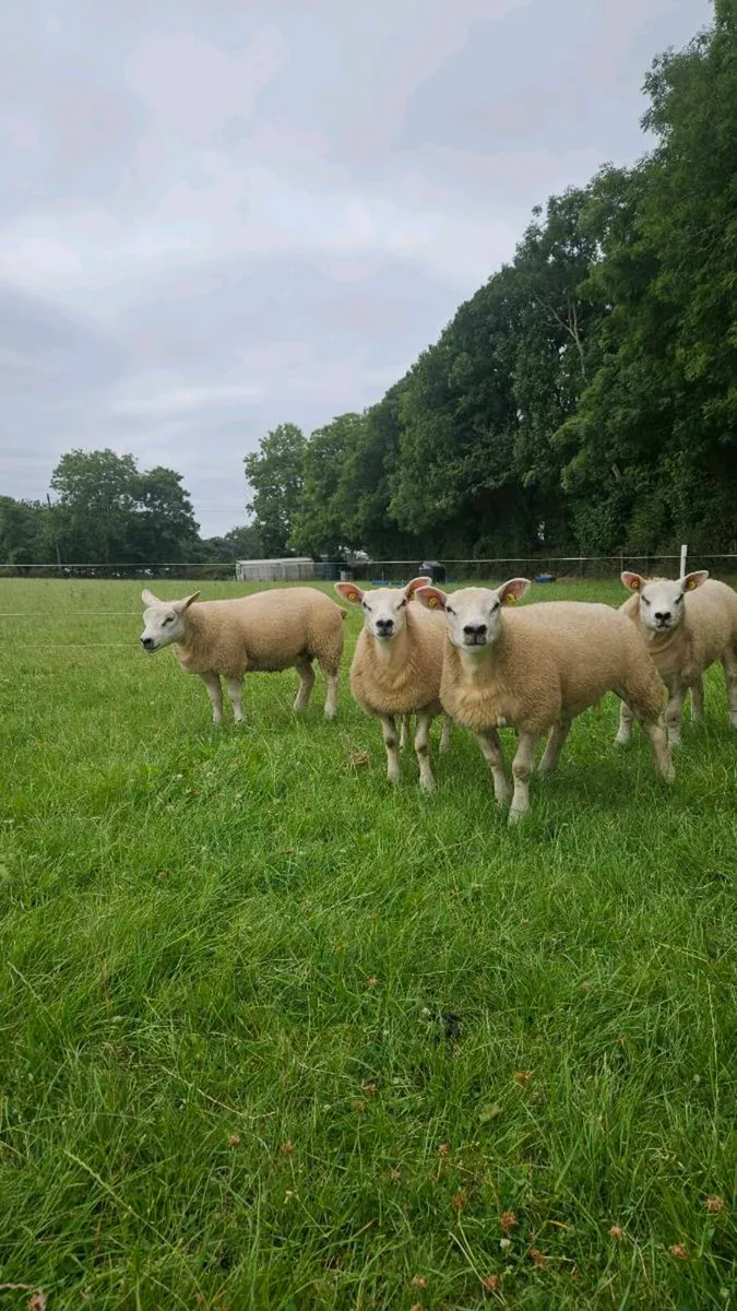 Pedigree Texel ewe lambs - Image 4