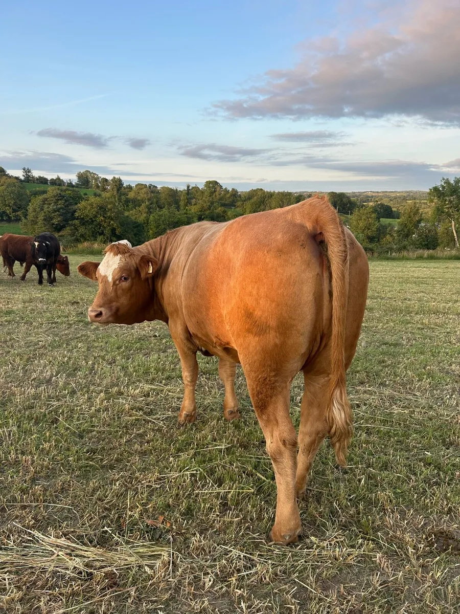 8 Organic Heifers Full Symbol - Image 2