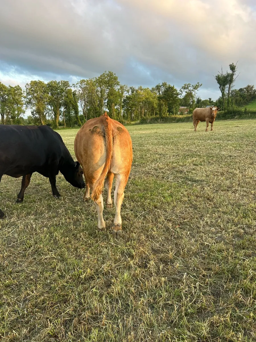 8 Organic Heifers Full Symbol - Image 3