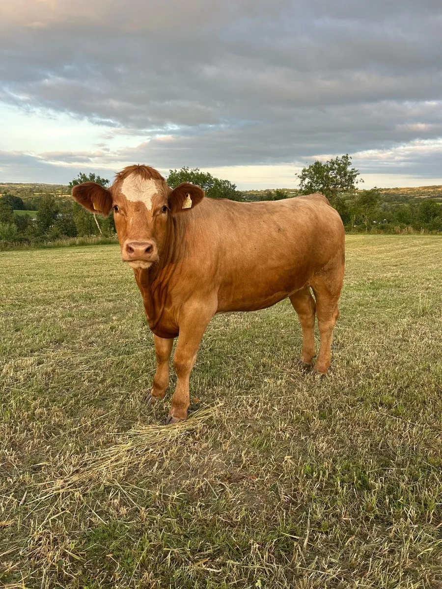 8 Organic Heifers Full Symbol - Image 1