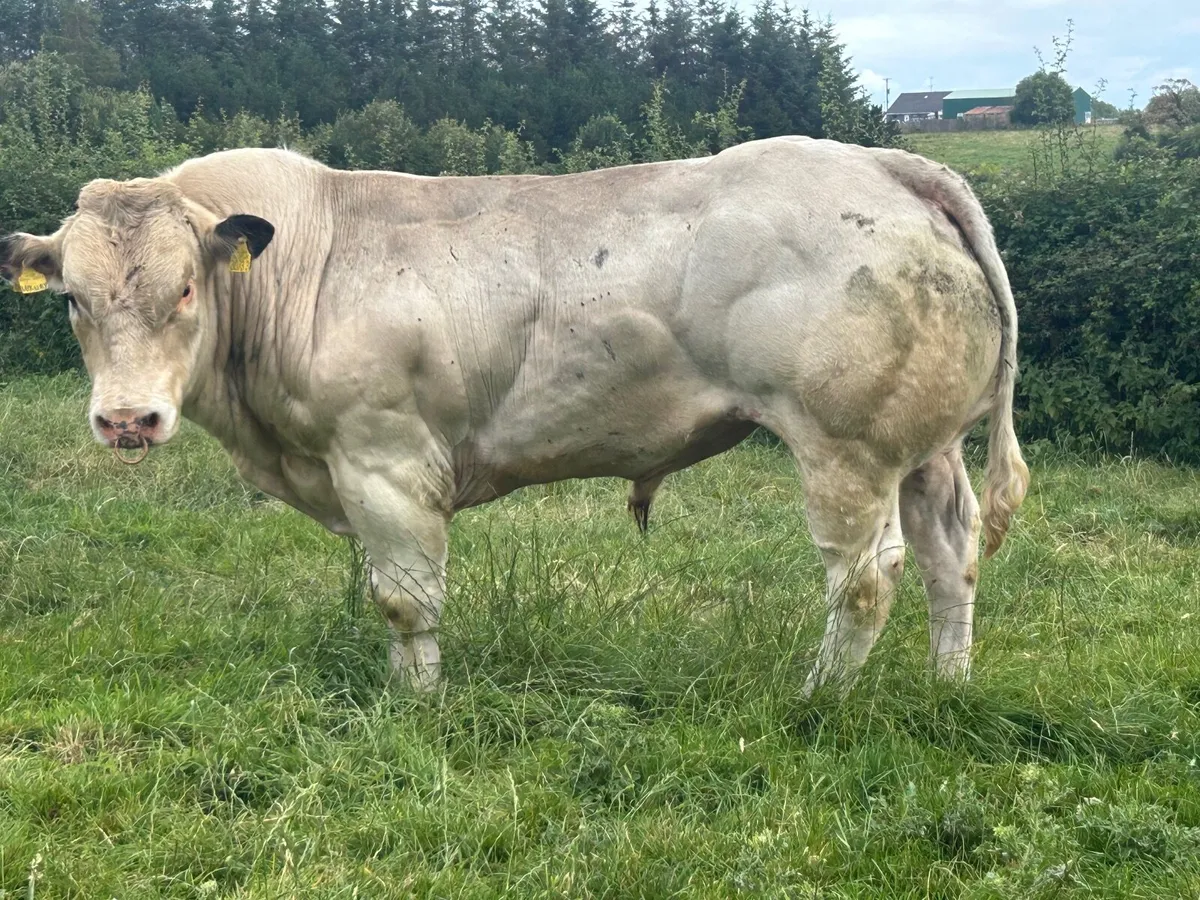 Belgian blue bull - Image 4