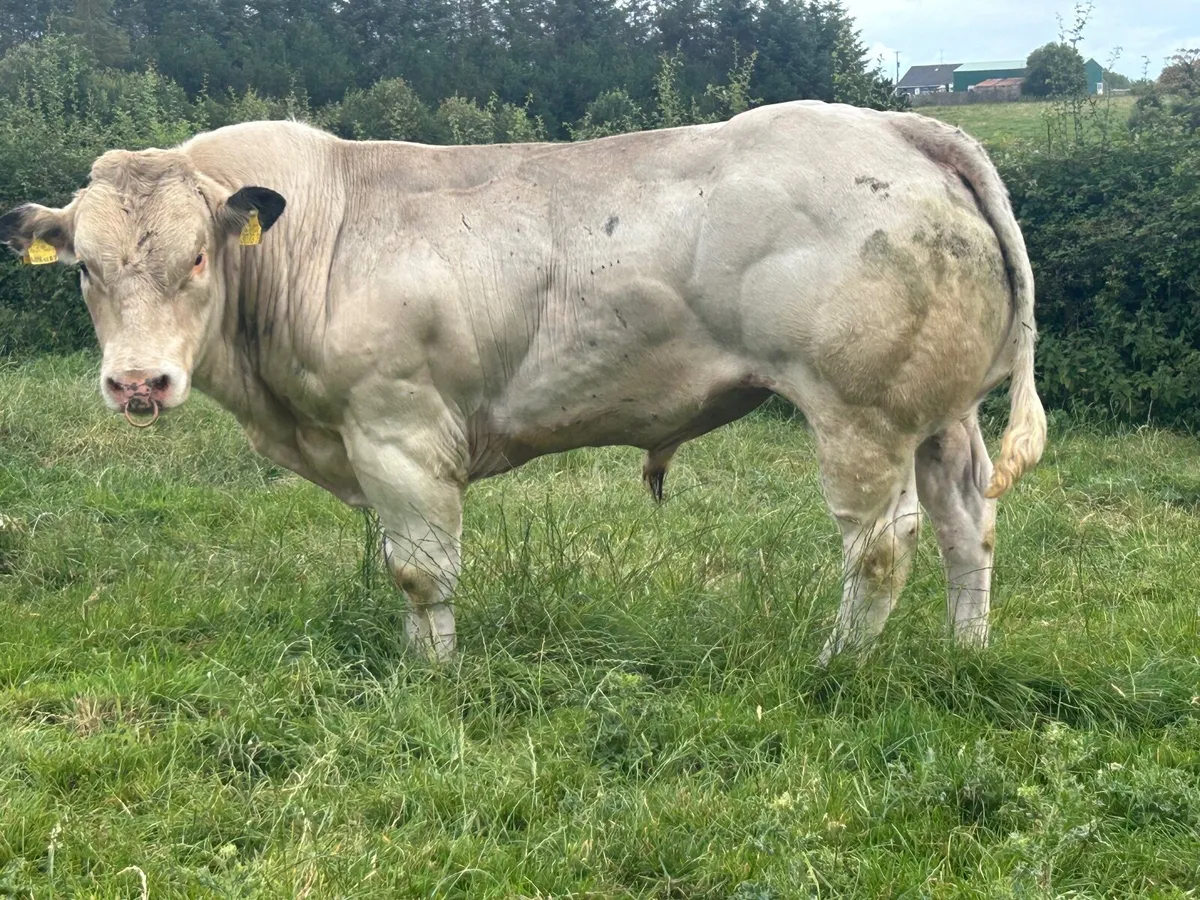 Belgian blue bull - Image 2