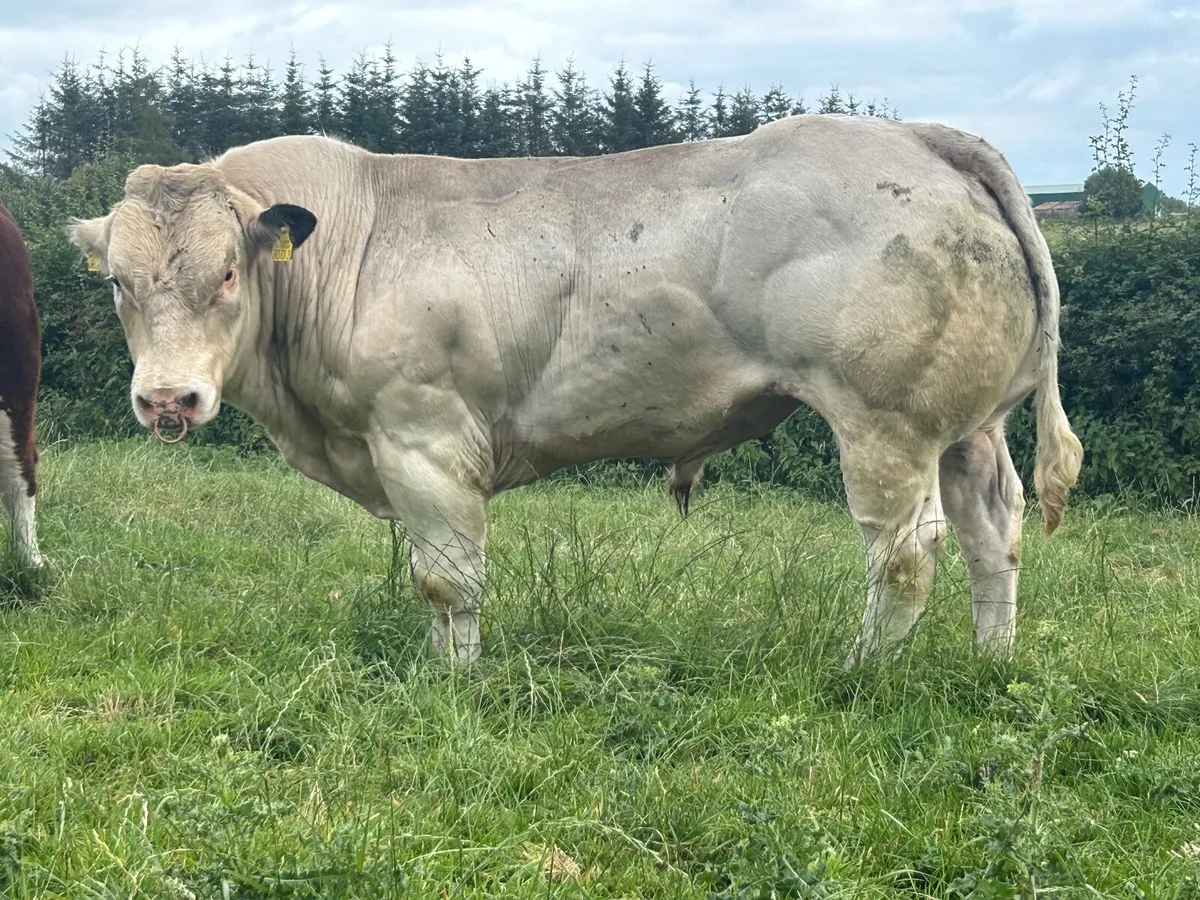 Belgian blue bull - Image 3