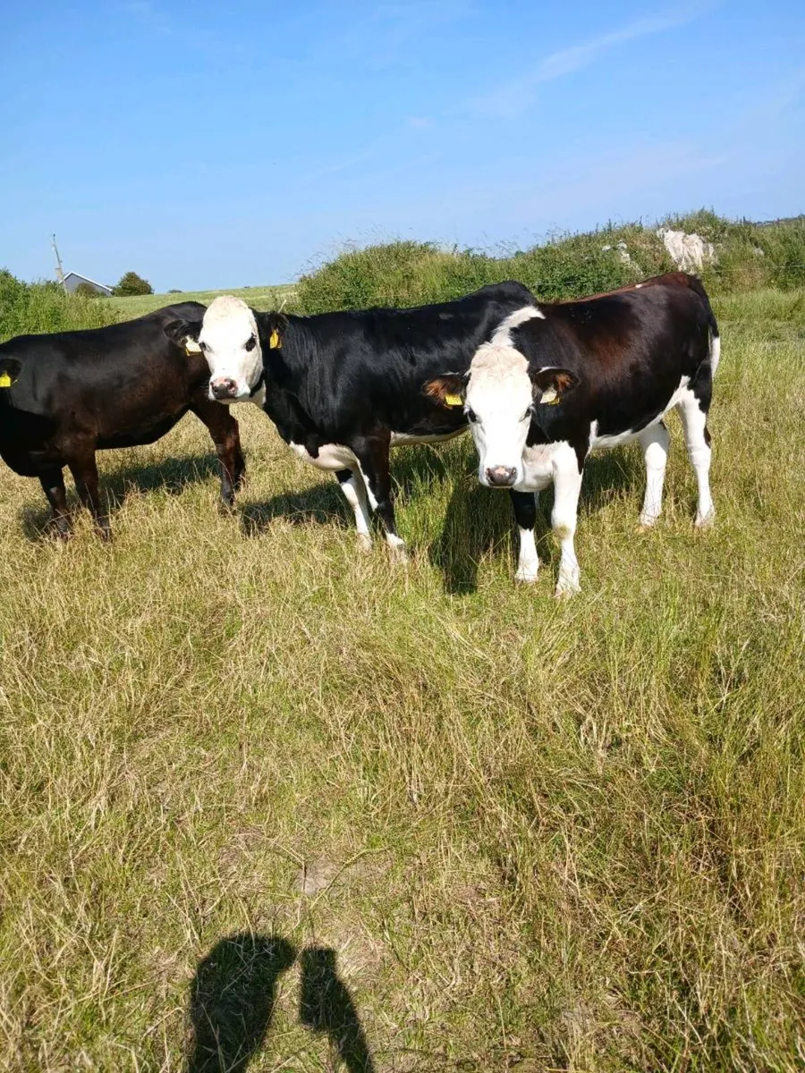 Whitehead heifers - Image 1