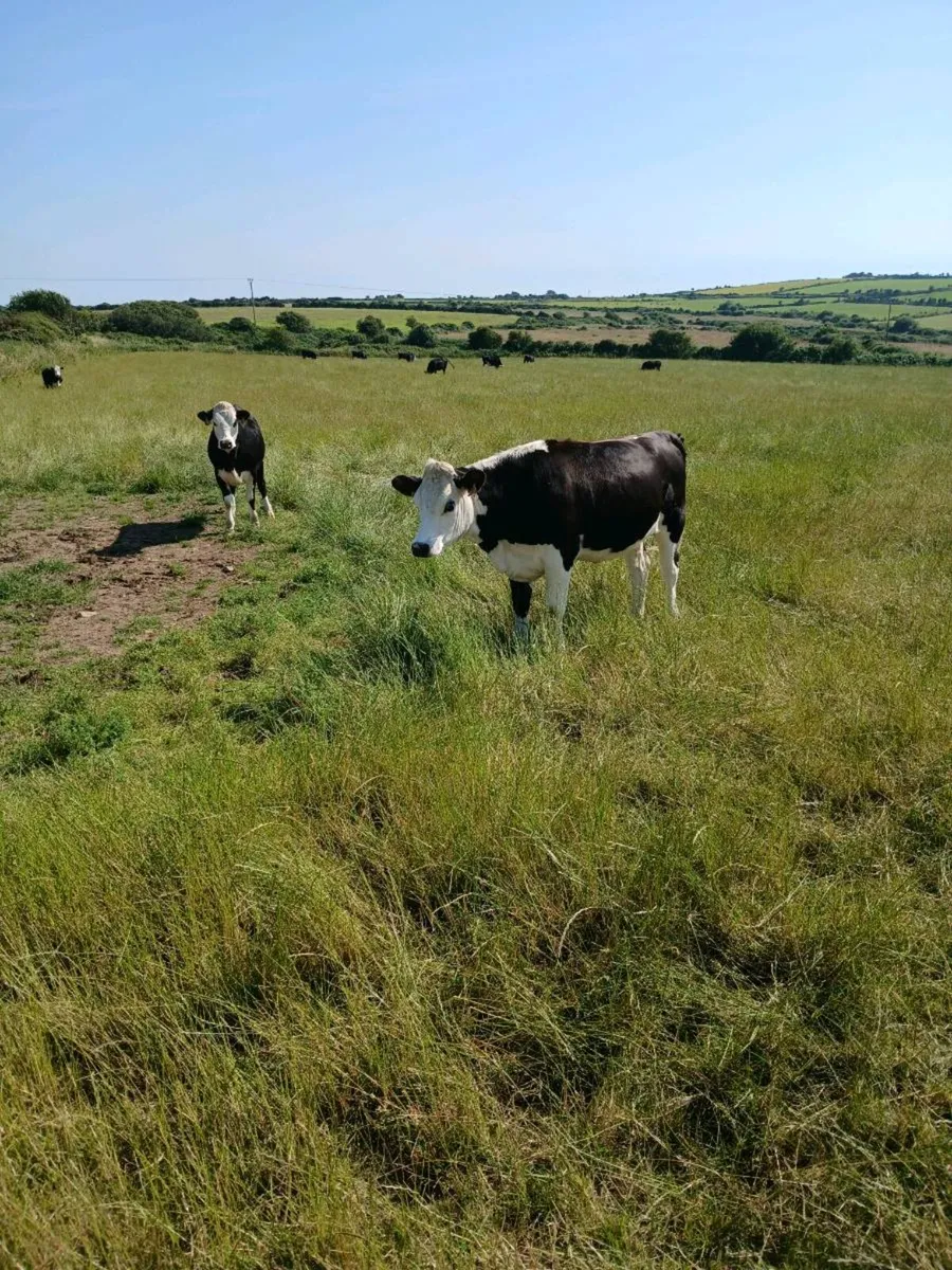 Whitehead heifers - Image 3