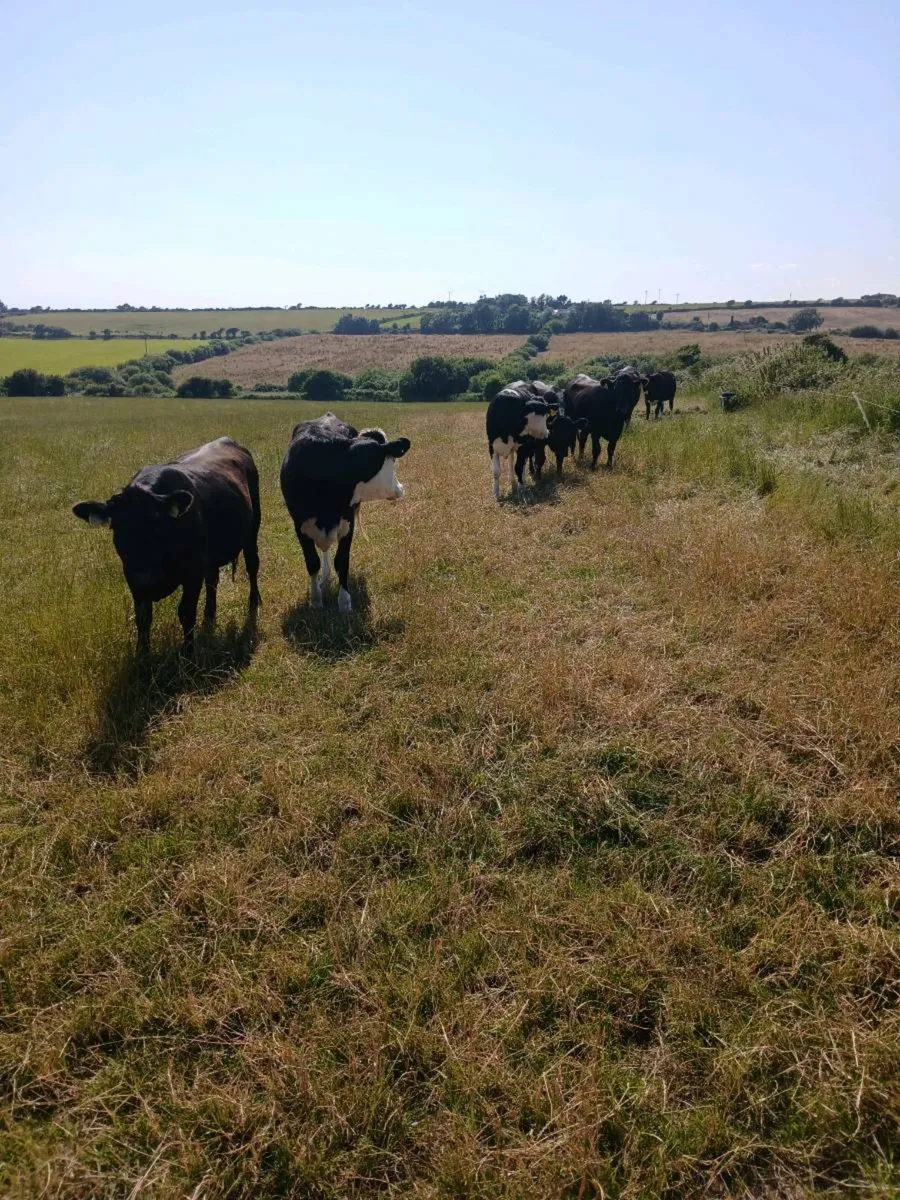 Whitehead heifers - Image 4