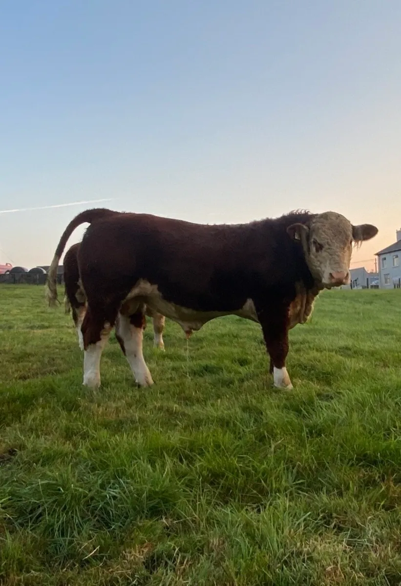 Pedigree Hereford bulls - Image 2