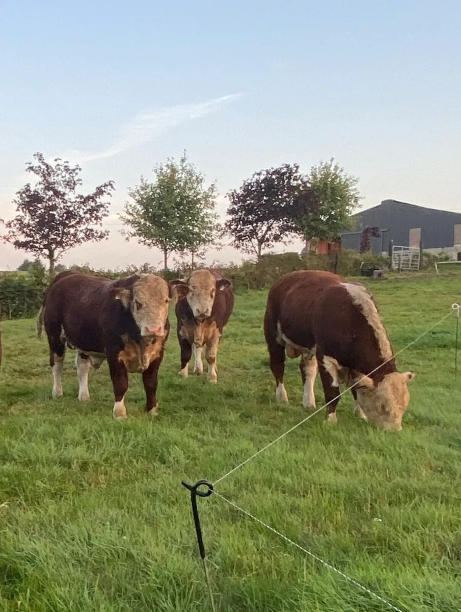 Pedigree Hereford bulls - Image 3