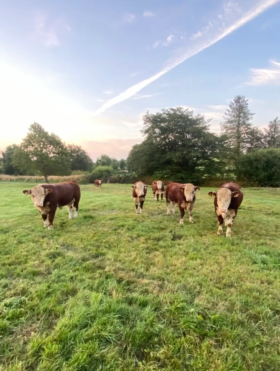 Pedigree Hereford bulls - Image 1