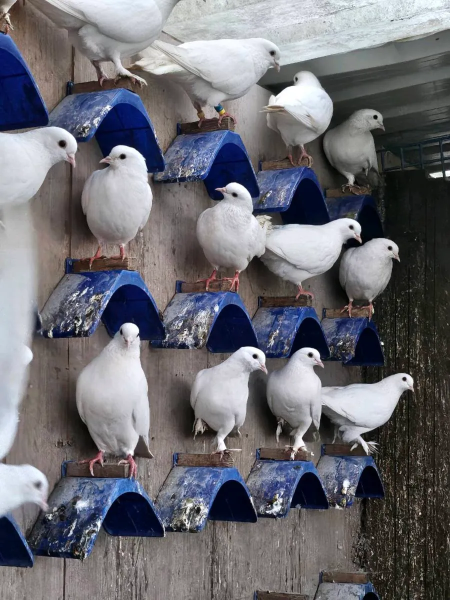 Fantail pigeons - Image 1