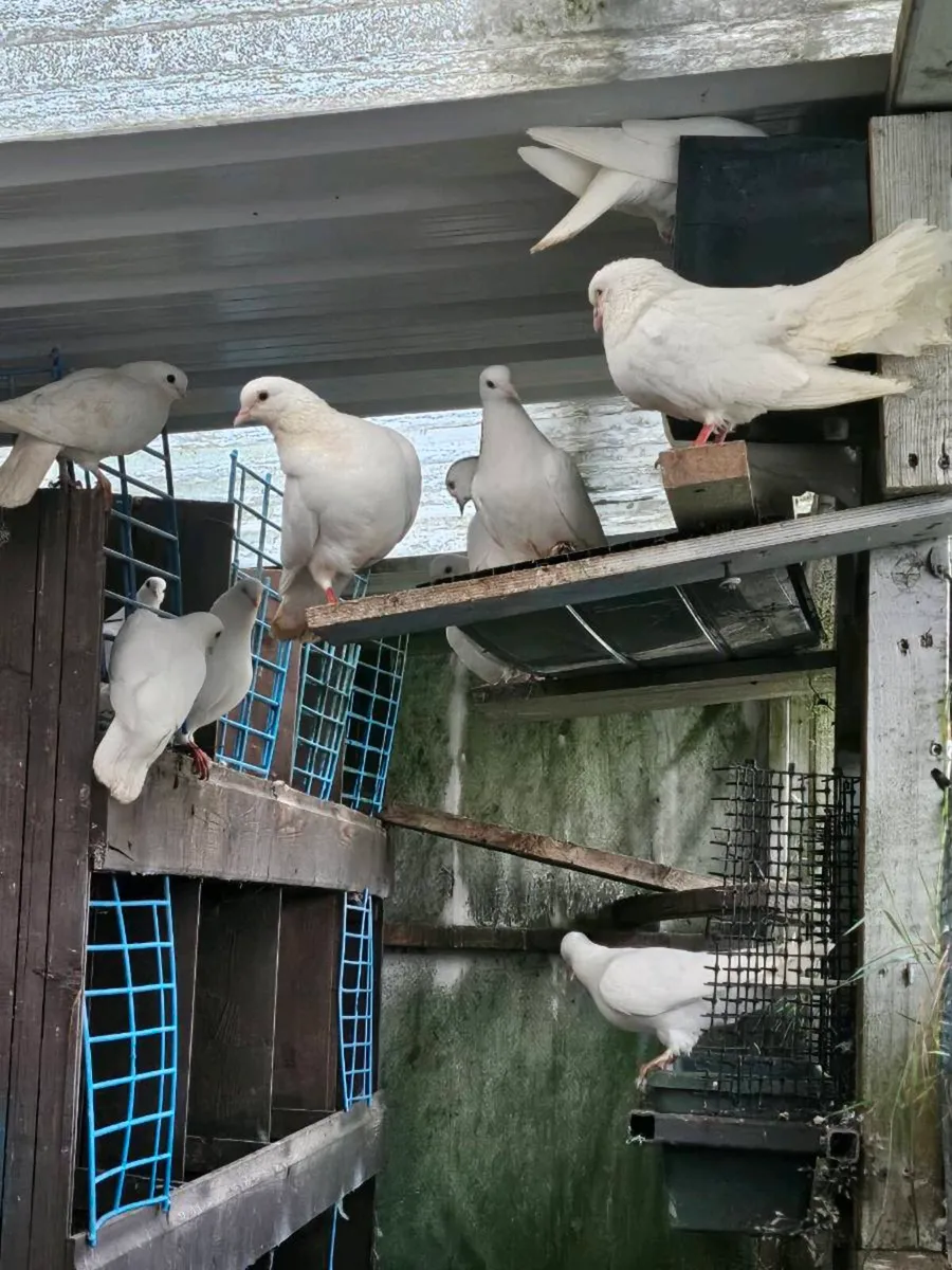 Fantail pigeons - Image 2