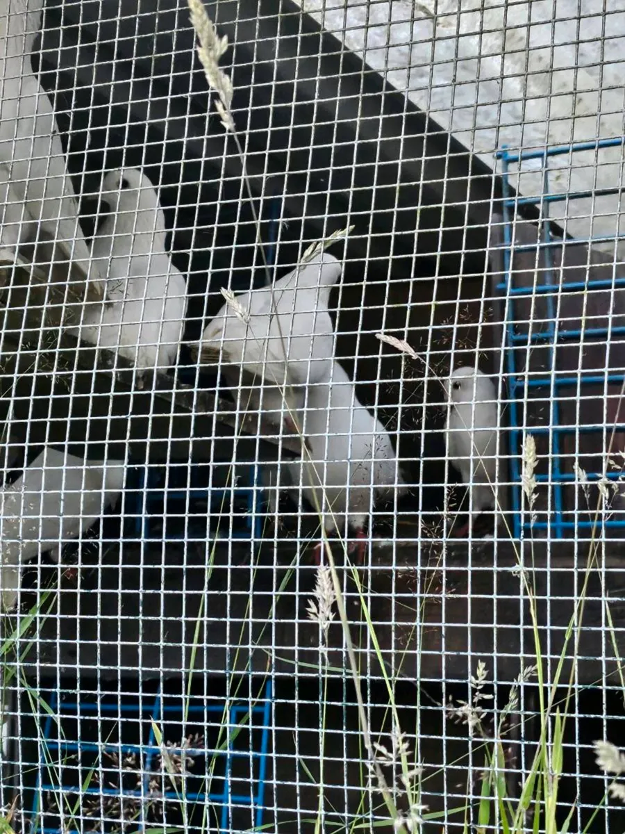 Fantail pigeons - Image 3