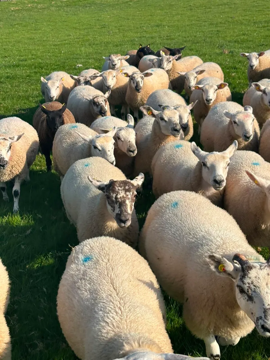 Texel Wether Store Lambs - Image 4