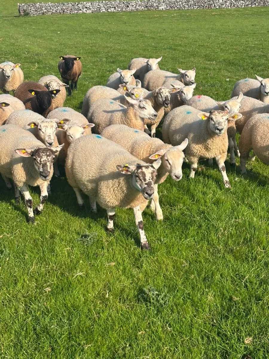Texel Wether Store Lambs - Image 1