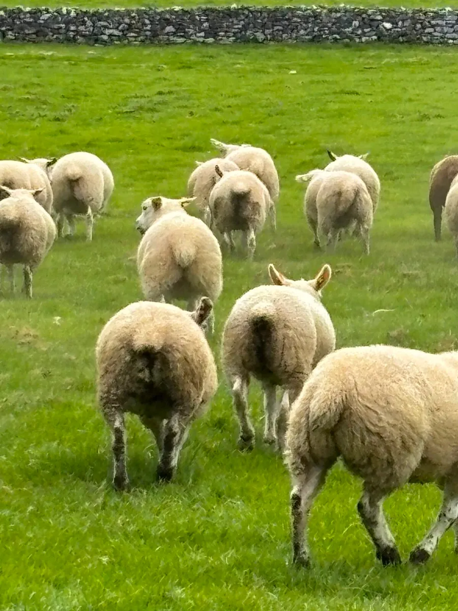 Texel Wether Store Lambs - Image 2