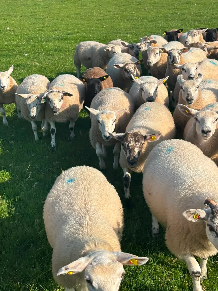 Texel Wether Store Lambs - Image 3
