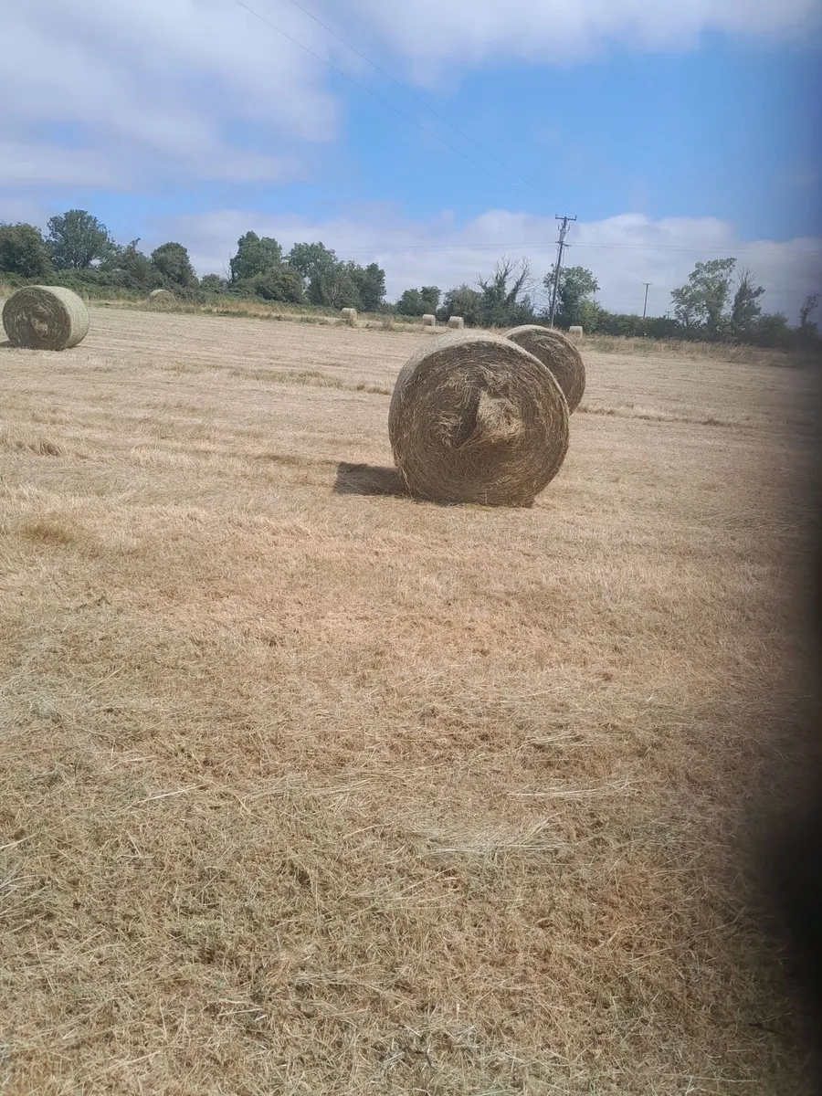 Hay