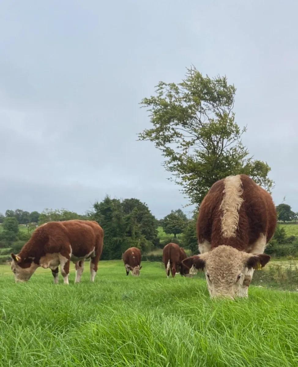Pedigree Hereford bulls - Image 4