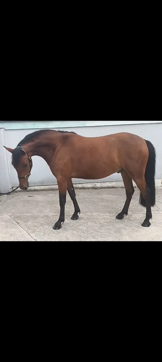 Connemara pony - Image 2