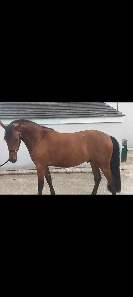 Connemara pony - Image 1