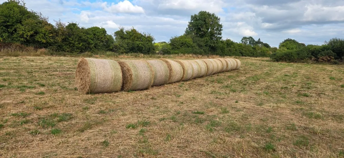 Hay