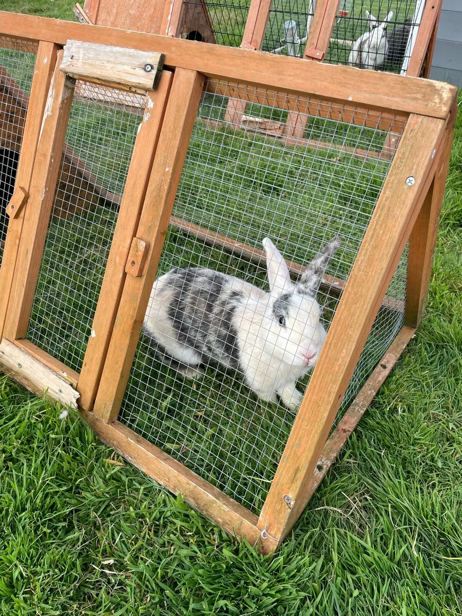 Rabbits - Image 3