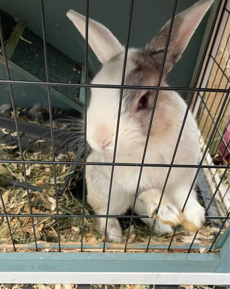Rabbits - Image 2