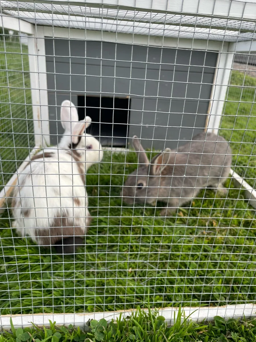 Rabbits - Image 1