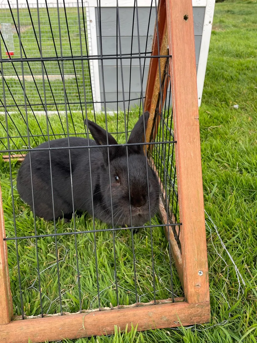 Rabbits - Image 4
