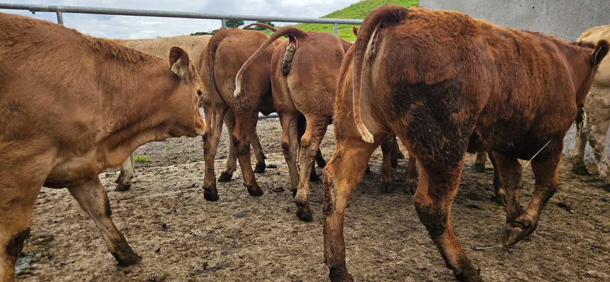 10 Super Charolais&Limousin Heifers. - Image 3