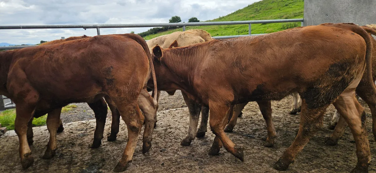 10 Super Charolais&Limousin Heifers. - Image 4