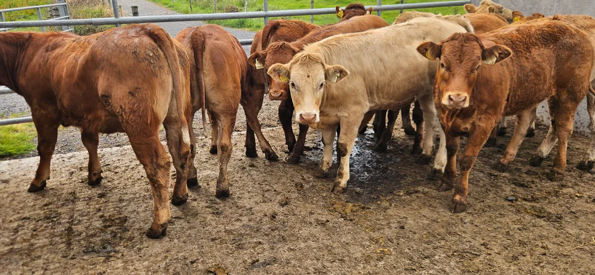 10 Super Charolais&Limousin Heifers. - Image 1