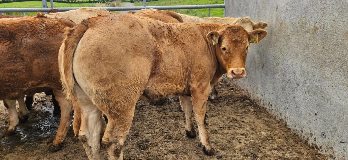 10 Super Charolais&Limousin Heifers. - Image 2