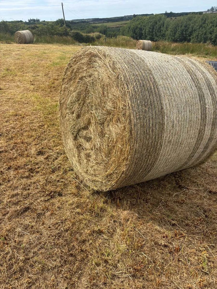 Organic Hay - Image 1