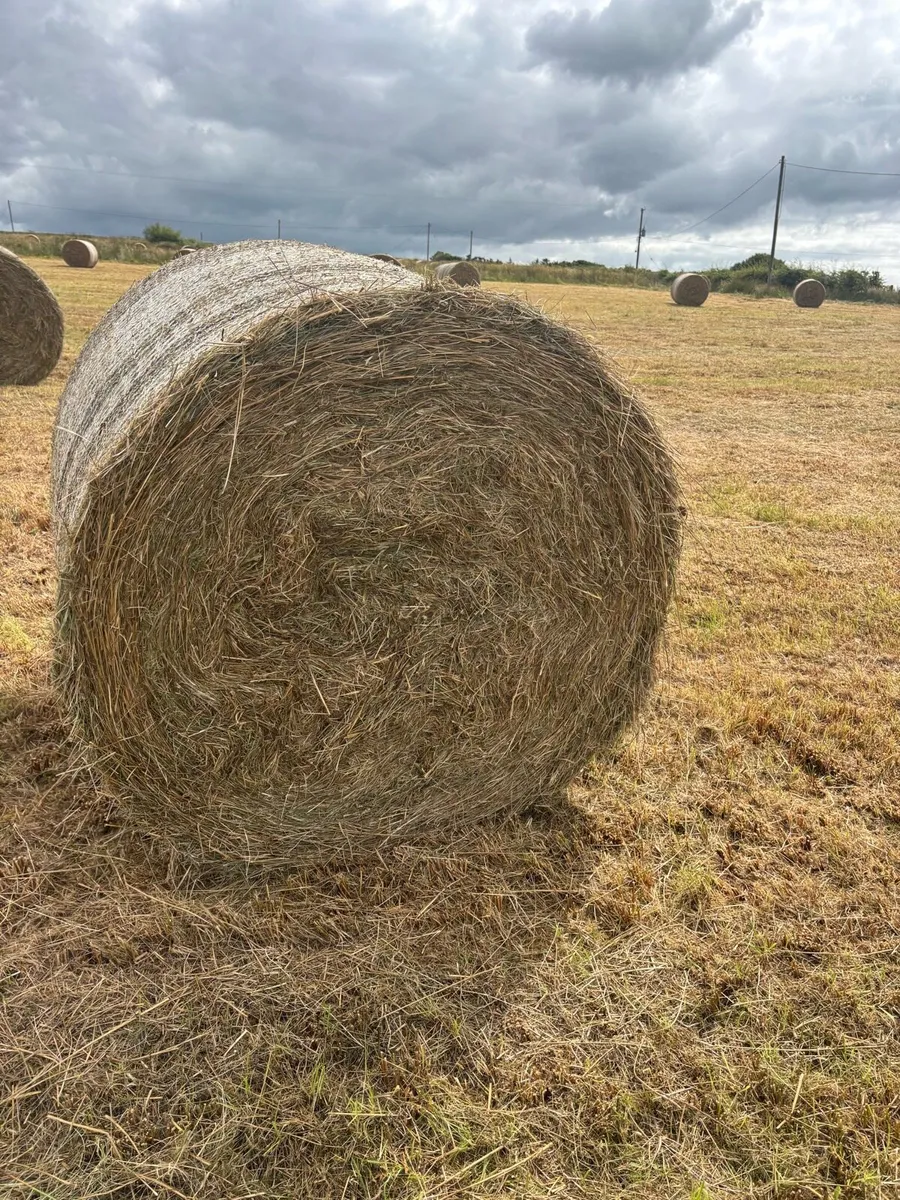 Organic Hay - Image 2