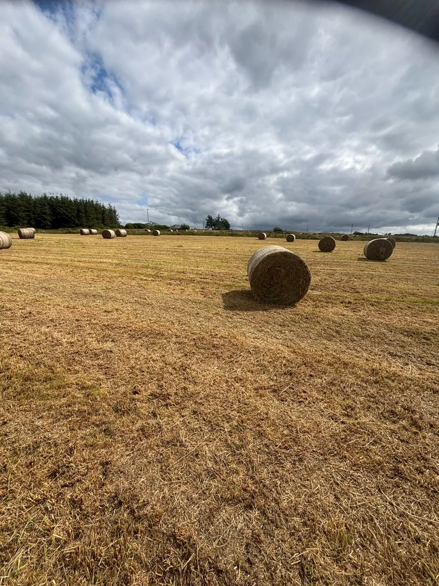 Organic Hay - Image 3