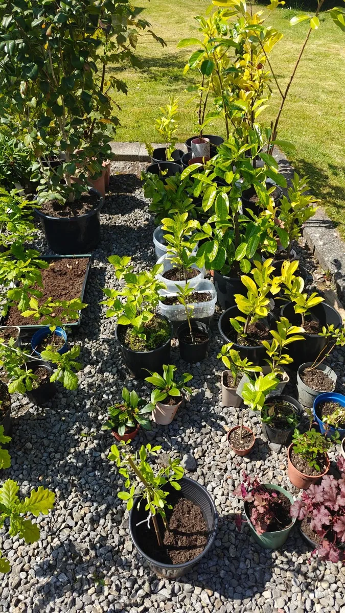 Green House Clearance Oak trees Cherry laraul - Image 1