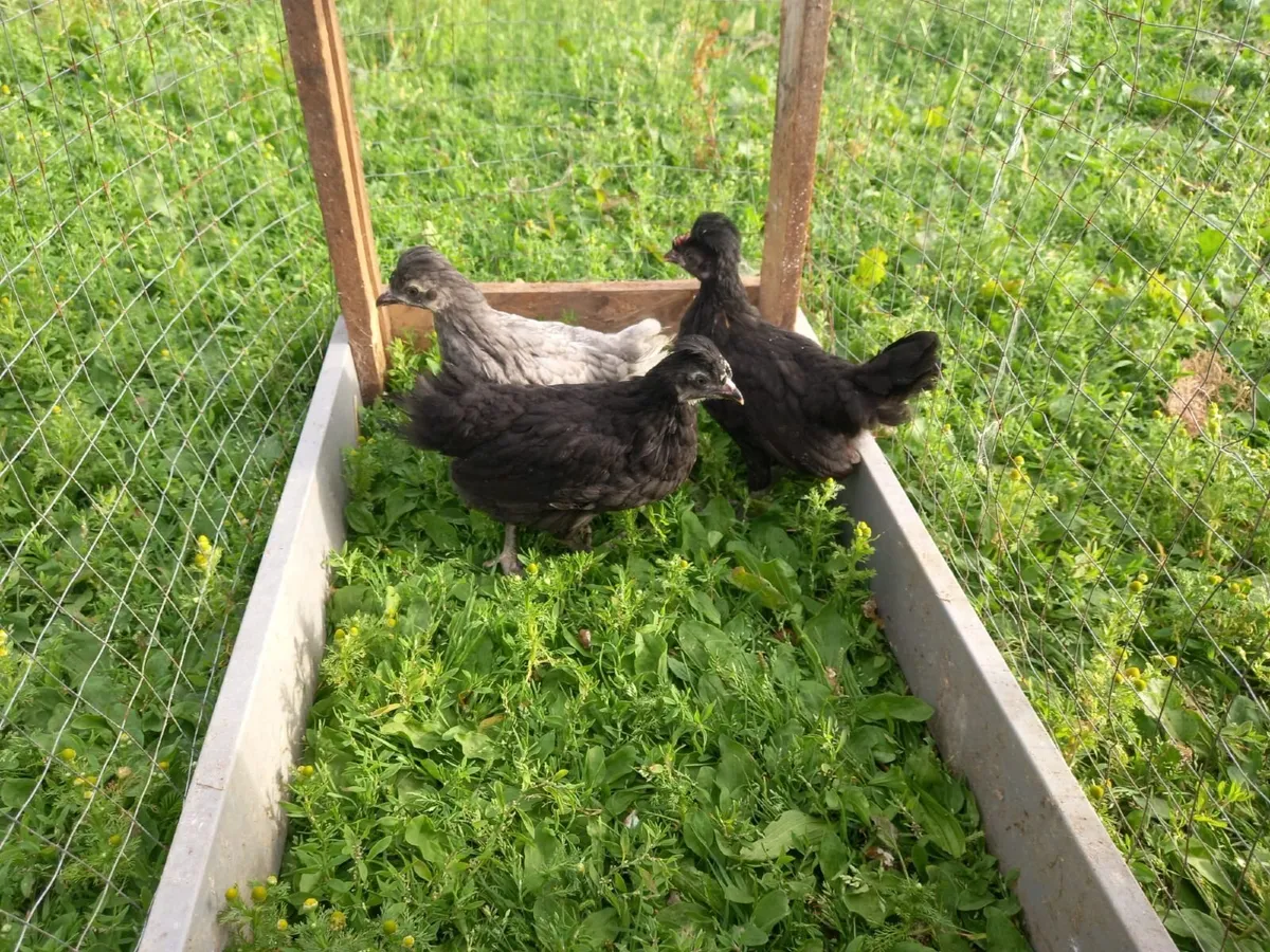 Chicks, ducks ,guineas & hatching eggs - Image 2