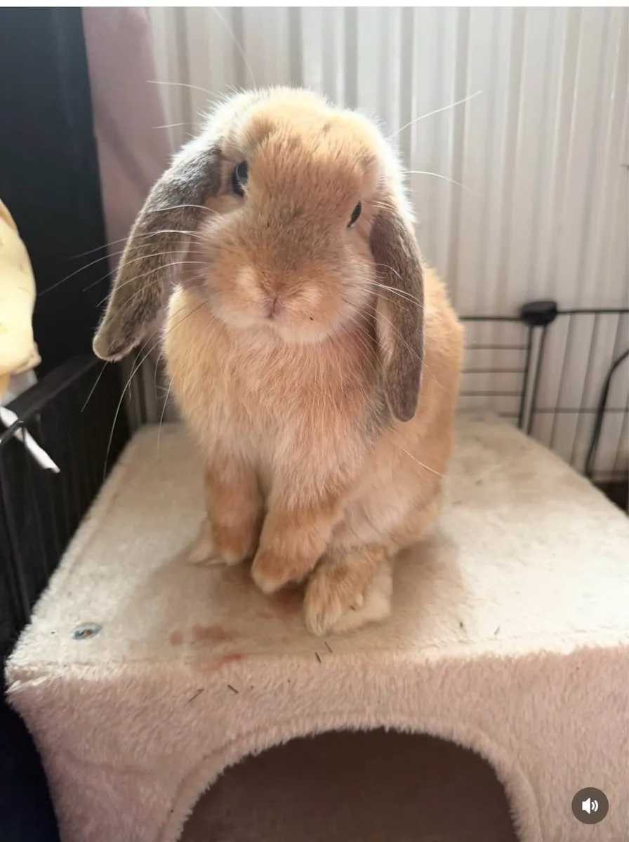 6 month old mini lop - Image 1