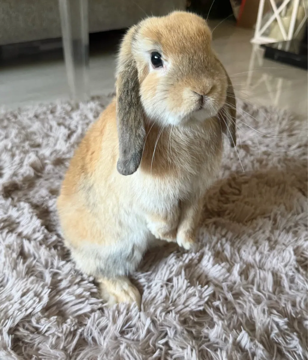 6 month old mini lop - Image 3