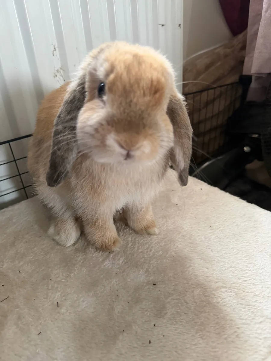 6 month old mini lop - Image 2
