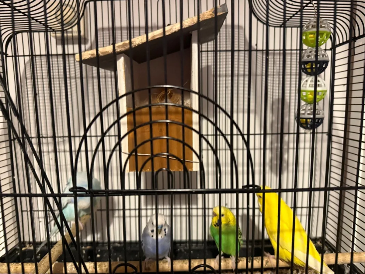Pet - Image 4