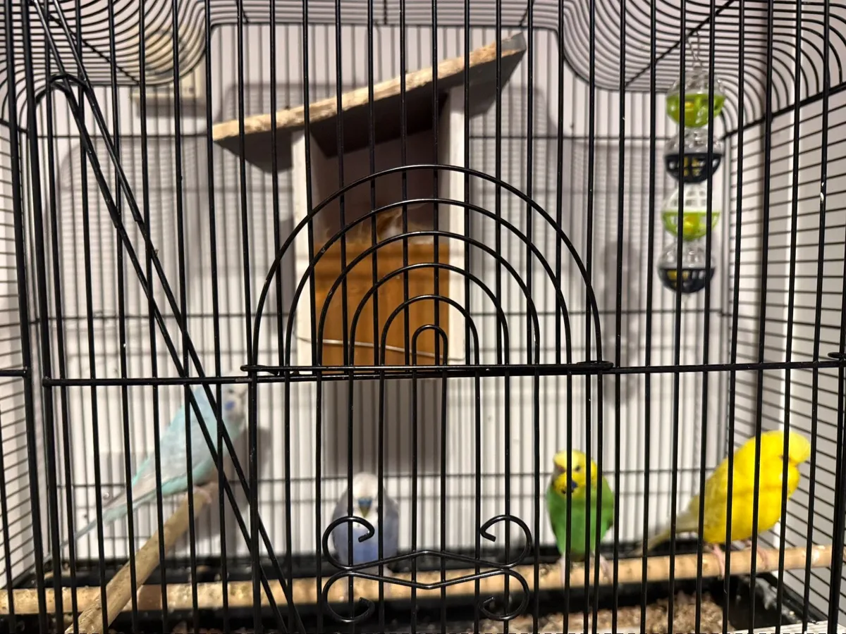 Pet - Image 1