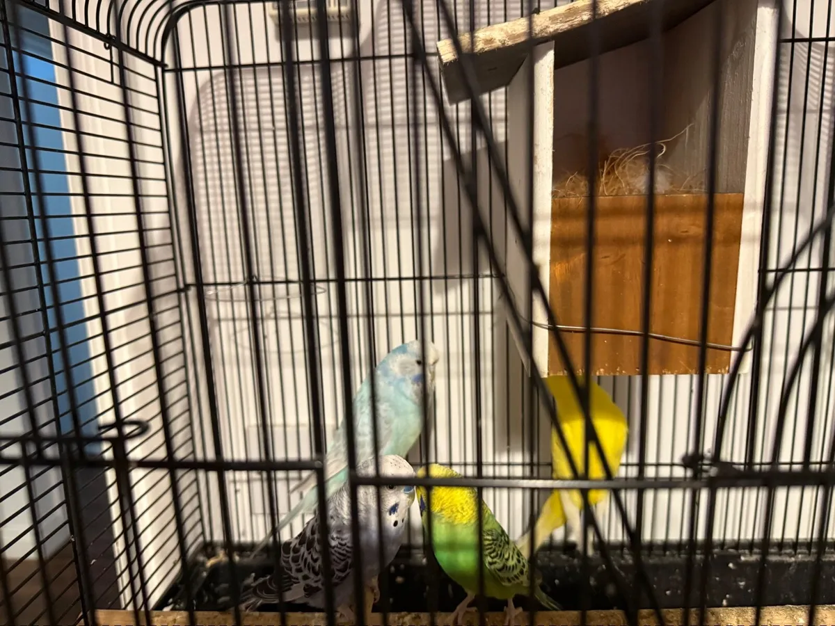 Pet - Image 2