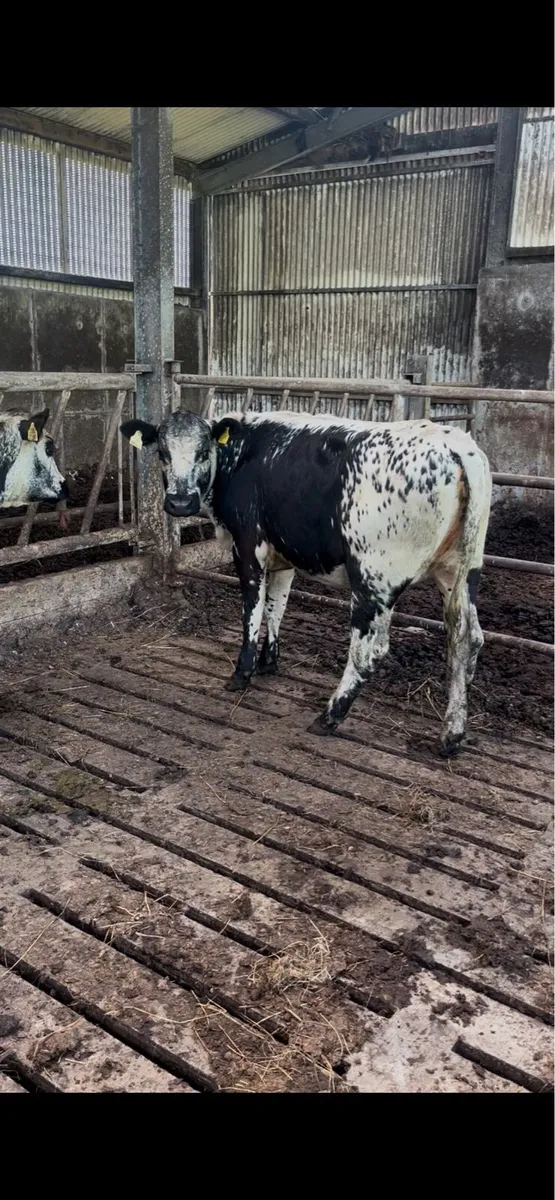 Breeding heifers - Image 1