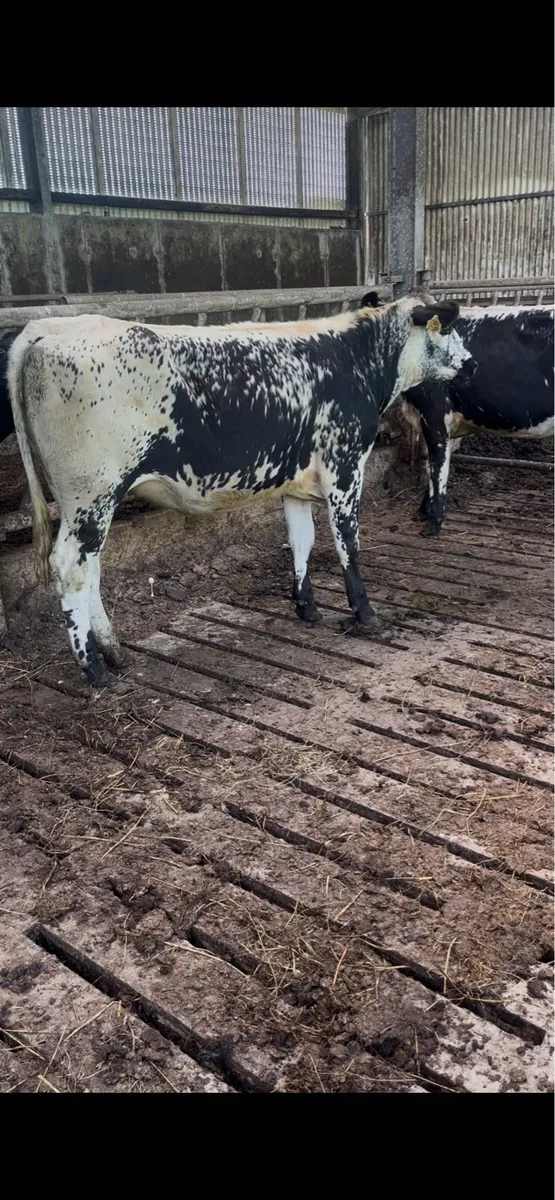 Breeding heifers - Image 2