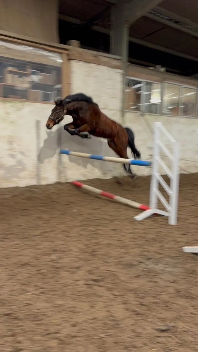Horse - Image 1