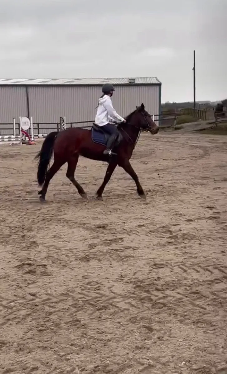 Horse - Image 2
